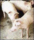 Locally reared pigs are on the increase. - File. threepigs