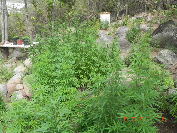 marijuanafarm08042013