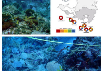 First in-depth health assessment of Sint Maarten’s coral reefs completed by Nature Foundation.