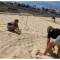 First confirmed sea turtle nest of the 2024 season laid on Maho Beach.