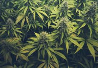 Prime Minister Dr. Luc Mercelina Highlights Concerns over Cannabis Legislation in St. Maarten.