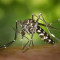 New Anti-Vector Campaign in Saint-Barthélemy: July 7-11, 2025.