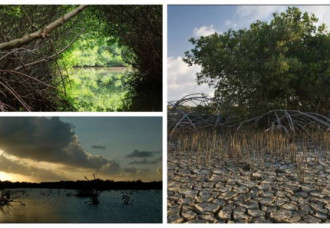 Mangroves in the Dutch Caribbean: Vital, Vulnerable, and Vanishing.