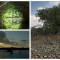 Mangroves in the Dutch Caribbean: Vital, Vulnerable, and Vanishing.
