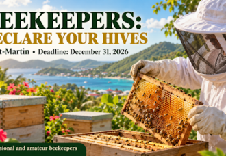 CCISM urges Saint-Martin Beekeepers to declare hives before December 31