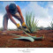 Bonaire's only commercial Aloe Plantation faces closure as land dispute sparks outrage.