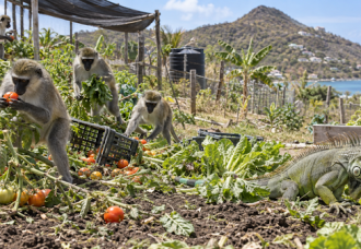 Food security without protection: 2027 budget leaves Monkey and Iguana threats unanswered.