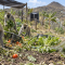 Food security without protection: 2027 budget leaves Monkey and Iguana threats unanswered.
