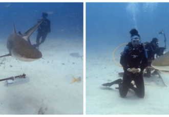 Sint Maarten Waters Recognized as an Important Shark and Ray Area Under IUCN Global Standard.