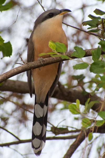 mangrovecuckoo15022012