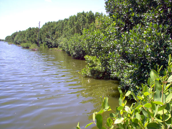 mangrovesinlittlebay22122013