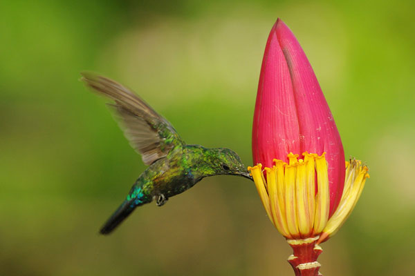 antilleancrestedhummingbird15042014