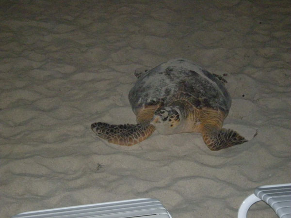 nestinggreenseaturtle12062014