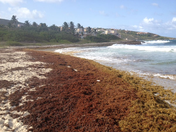 St. Martin News Network - Nature Foundation Warns for Potential of ...