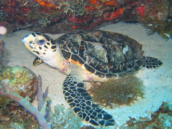 hawksbill08042015