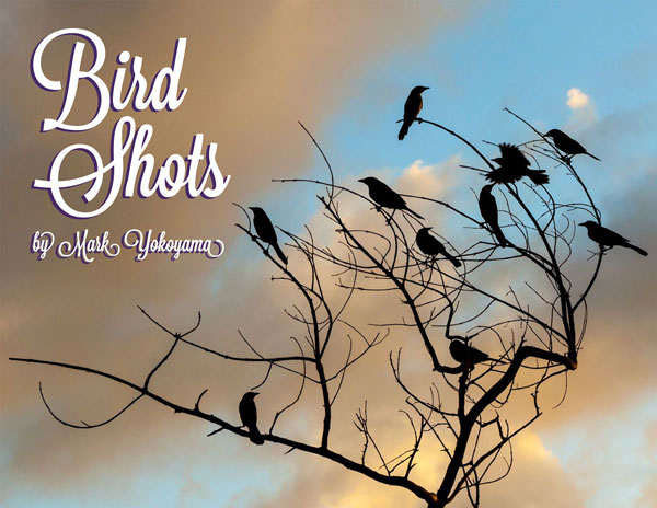 birdshots16052016