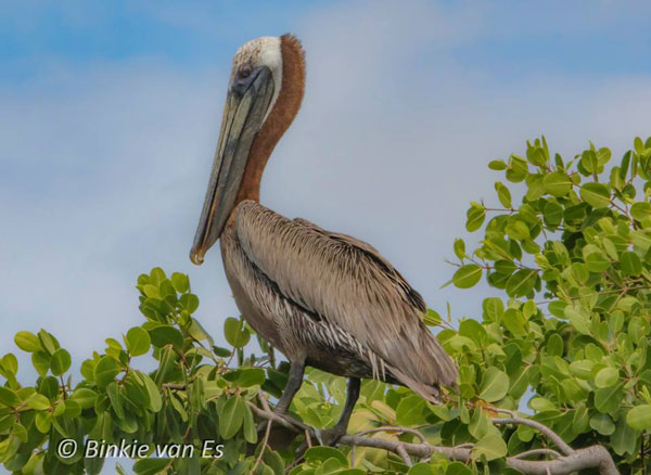 brownpelican11032016