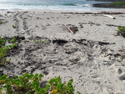 seaturtles20122019