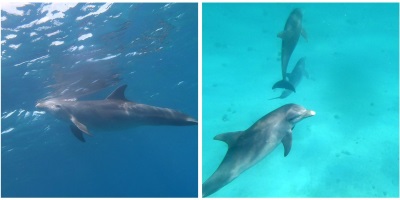 Why Dolphins Don't Belong in the Las Vegas Desert - International Marine  Mammal Project