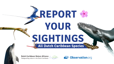 reportsightings04062020