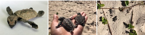 deadhatchlings29042021