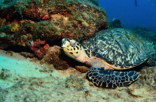 hawksbillturtle23032021