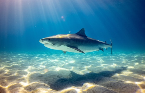 Shark bites reported in the Bahamas and Florida