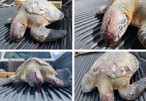 deadseaturtle01042022
