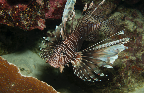 lionfish21112022