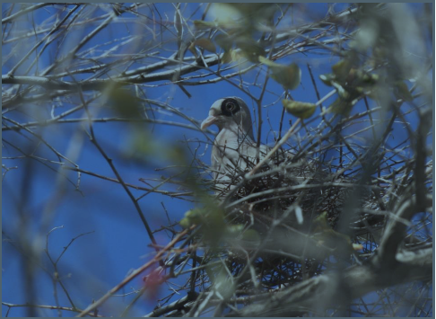 beareyedpigeon02082024