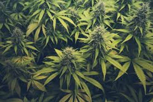 cannabis07052025