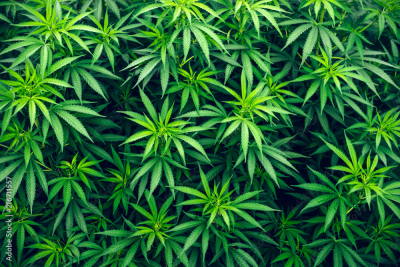 cannabisfarming28012026