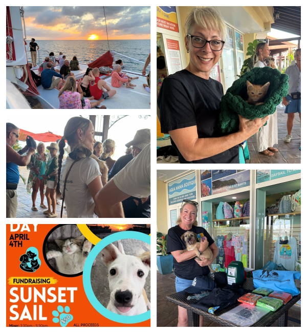 strayanimals11032026