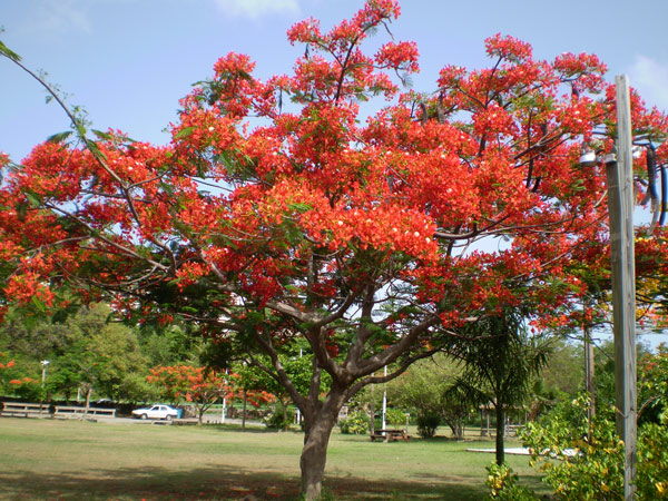 flamboyanttree18032010