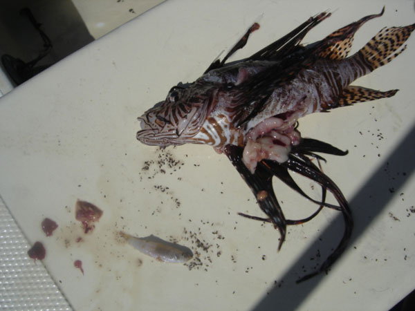 lionfish08012011