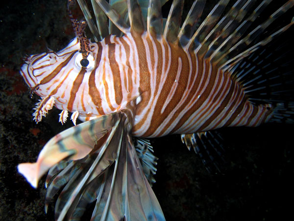 lionfish21112011