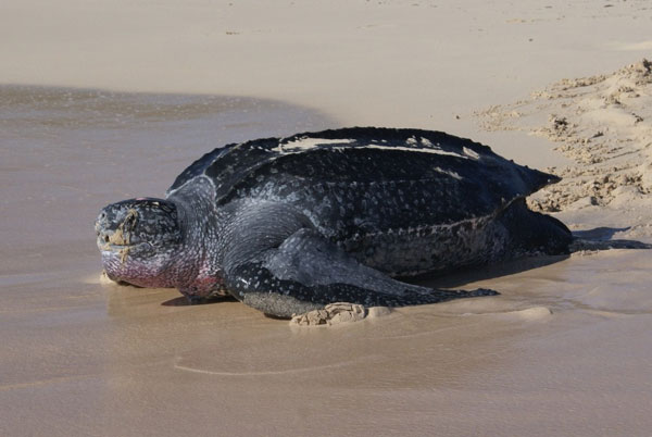 seaturtleinguanabay22032011