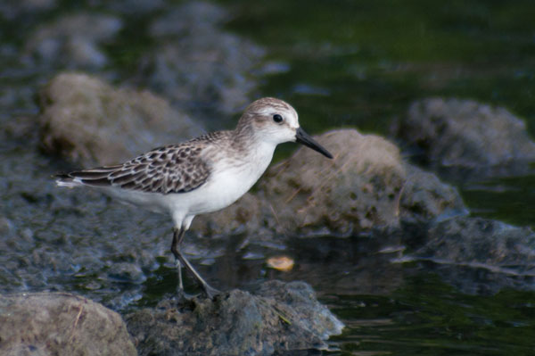 semipalmatedsandpiper05102011